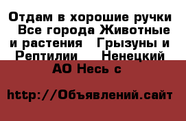 Отдам в хорошие ручки - Все города Животные и растения » Грызуны и Рептилии   . Ненецкий АО,Несь с.